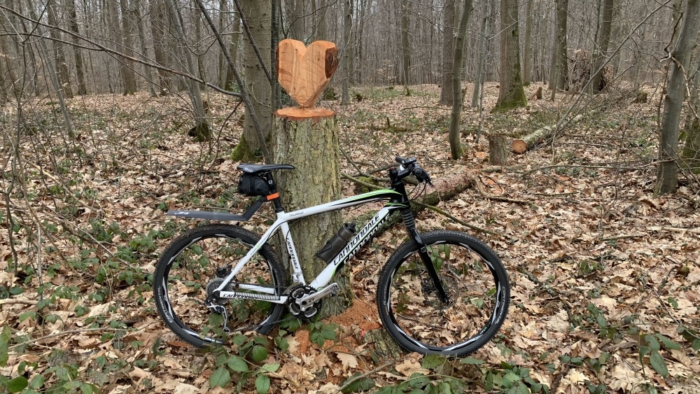 MTB im Wald